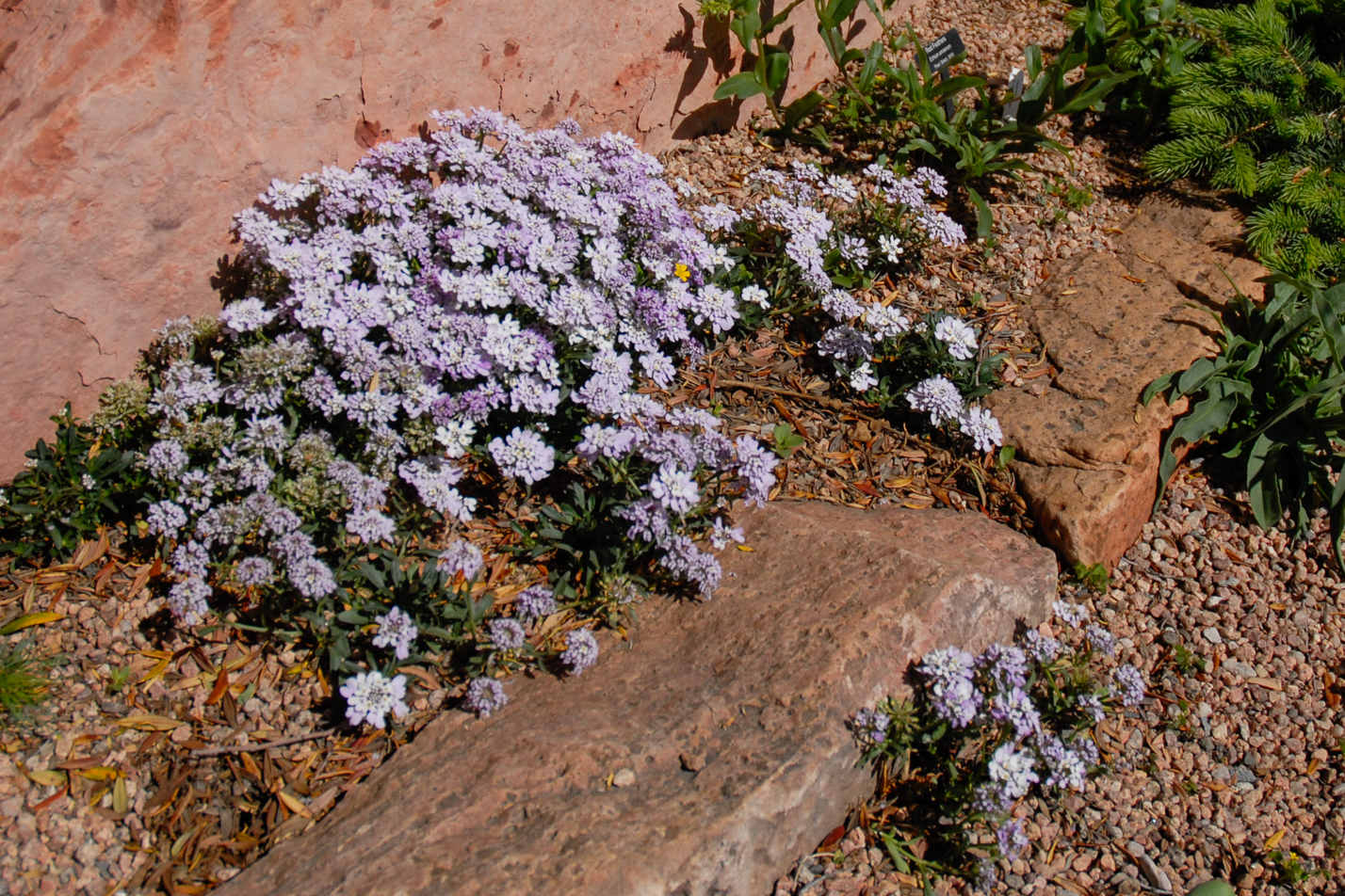 Dwarf Candytuft